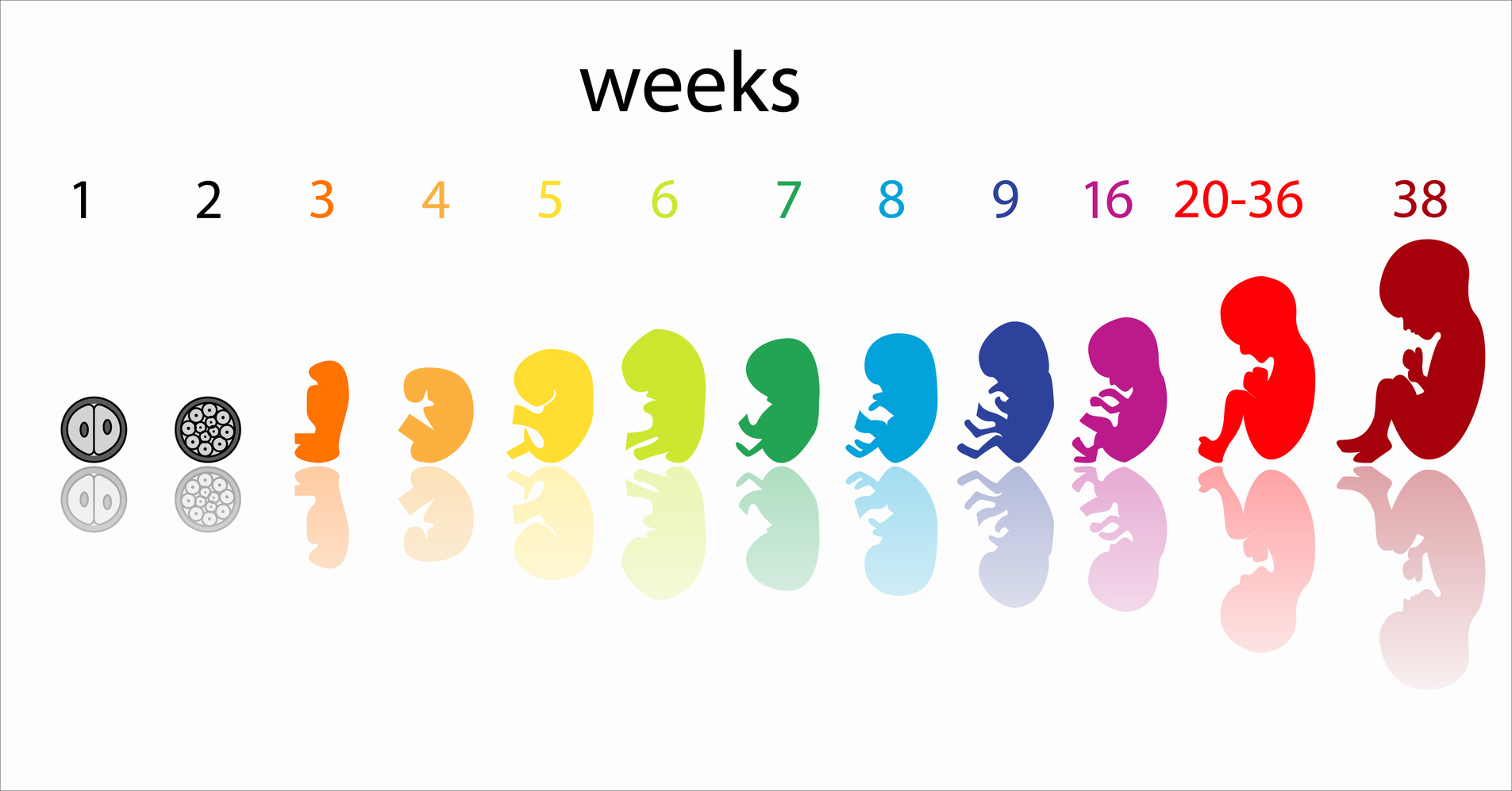 Летать в первый триместр. Развитие малыша по неделям беременности. Формирование ребенка по неделям беременности 1 триместр. Развитие плода по неделям в картинках. Развитие ребенка по триместрам беременности.