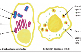 Quand les lymphocytes NK (natural killer) de la décidua pratiquent l’injection intracytoplasmique (de granulysine)