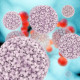HPV et lésions intraépithéliales de bas grade