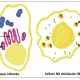 Quand les lymphocytes NK (natural killer) de la décidua pratiquent l’injection intracytoplasmique (de granulysine)