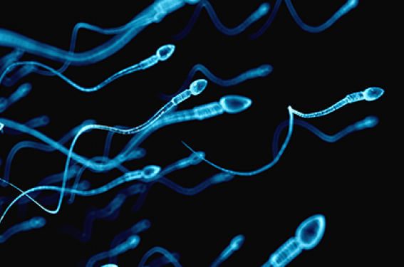 Impact du stress oxydant et du traitement avec des micronutriments sur la maturation et la compétence spermatique