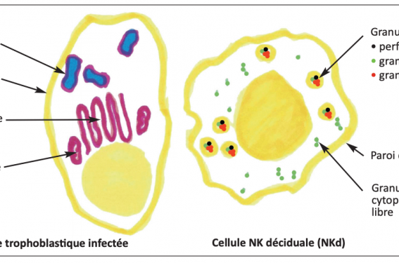 Quand les lymphocytes NK (natural killer) de la décidua pratiquent l’injection intracytoplasmique (de granulysine)