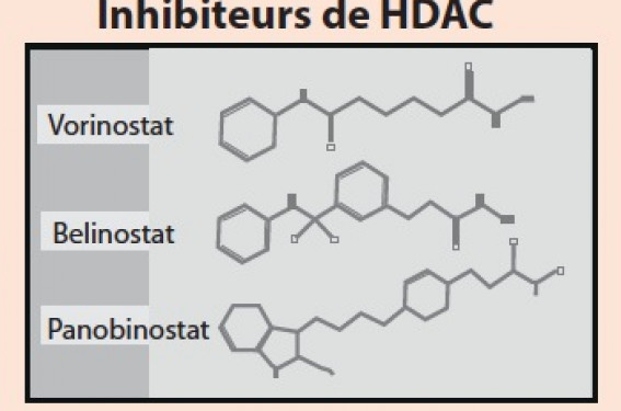  Épigénétique et cancers hormonodépendants : acétylation et  signalisation estrogénique dans les cancers du sein